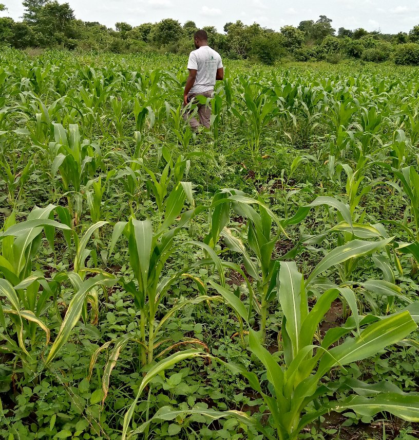 le champ de maïs d'Afoungandji